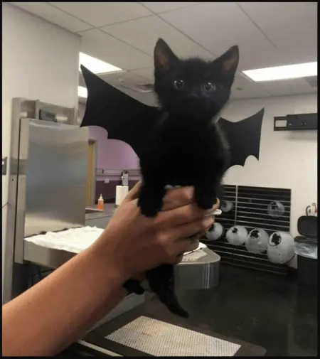 Image shows a screenshot of a fun cat photo subscribers land on when they click one of the “treat” links in the Minor Figures Halloween marketing email. The photo shows someone’s outstretched hand holding up a black kitten in a vet’s office. The kitten is wearing bat wings and looks like it’s ready to take flight.